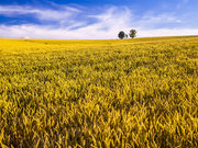 Fujikochanさんの親子の木の投稿写真1