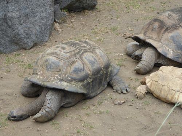 カメ_大島動物園