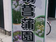 りそなさんの花菖蒲(堀切菖蒲園)の投稿写真1