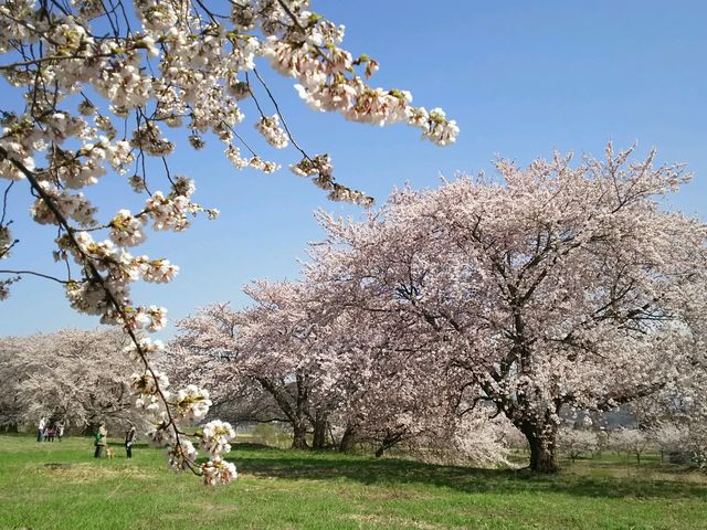 amuchaさんの国史跡浪岡城跡の投稿写真1