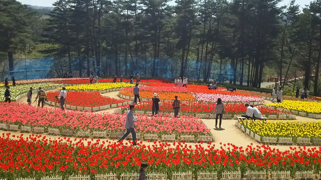 雪谷川ダムフォリストパーク・軽米チューリップ園