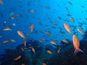 たくちんさんの柏島の投稿写真2