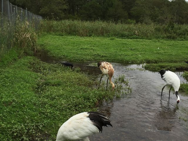 丹頂鶴自然公園