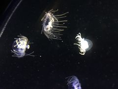 新江ノ島水族館の写真1