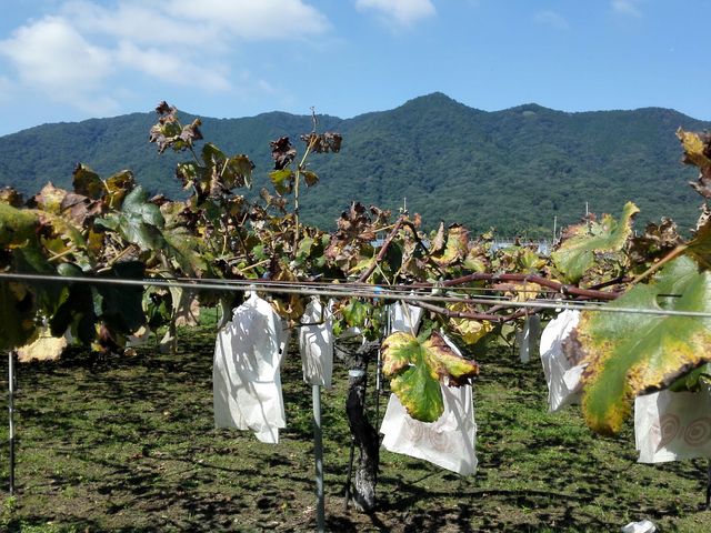 涼藤園から一等三角点晃石山を望む。_ぶどう狩り&食べ放題 涼藤園