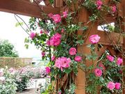 Laa-Laaさんのローズガーデンちっぷべつの投稿写真1