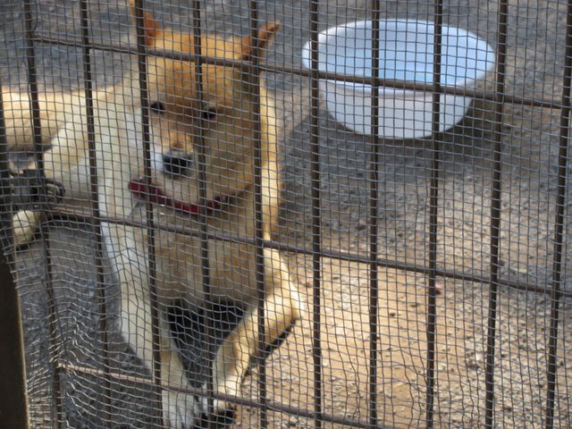 うめのやさんの小諸市動物園の投稿写真1