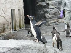 YC,Linさんの旭山動物園への投稿写真1