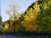 zunzuさんの内津の紅葉の投稿写真2