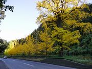 zunzuさんの内津の紅葉の投稿写真3