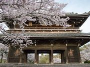 ぐれさんさんの根來寺の桜の投稿写真1