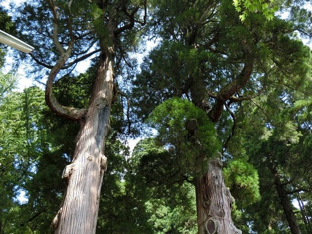夫婦杉です_坂本善三美術館