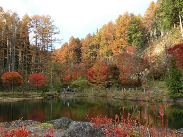 STARpapaさんのせせらぎ街道の紅葉の投稿写真1