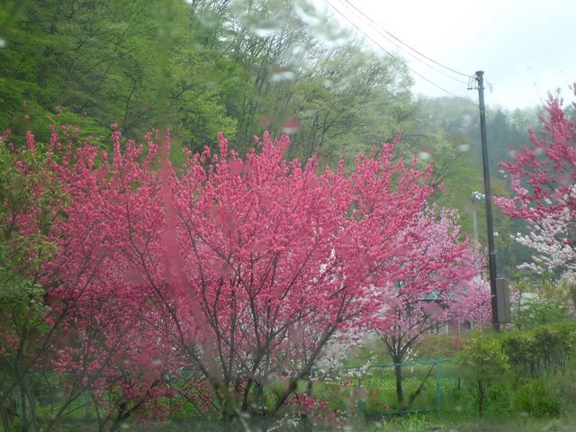 3色のグラデーションがとても綺麗。_月川温泉の花桃(花桃の里)