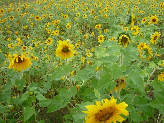 世田谷区等々力の住人さんの掛川市文化会館シオーネの投稿写真1