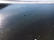 リョウヘイさんの大沼の投稿写真1