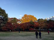 ままさんの旧岩崎邸庭園の投稿写真2