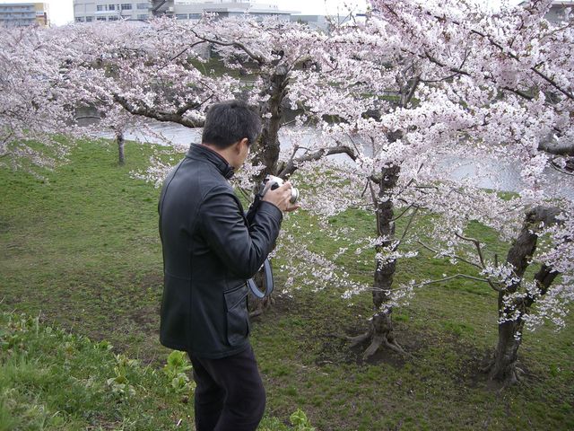 満開です_五稜郭公園の桜