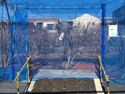 かつしか5525さんのブルーベリー観光農園(柴田農園)の投稿写真2