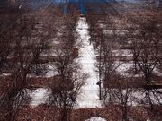 かつしか5525さんのブルーベリー観光農園(柴田農園)の投稿写真3