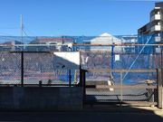 かつしか5525さんのブルーベリー観光農園(柴田農園)の投稿写真4