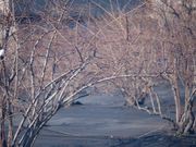 かつしか5525さんのブルーベリー観光農園(細谷農園)の投稿写真2