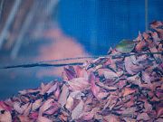 かつしか5525さんのブルーベリー観光農園(細谷農園)の投稿写真3