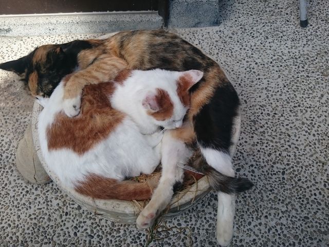 ねこ_CowBoy