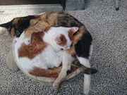 mon-tさんのCowBoyの投稿写真2