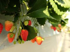すいかロボさんの高田いちご園への投稿写真1