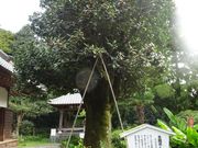 ponちゃんさんの多羅葉樹の投稿写真1