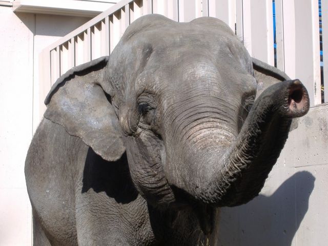 ゾウ_池田動物園