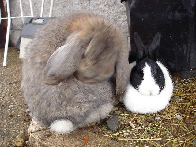 だっこさせてくれます_月うさぎの里