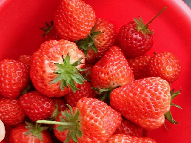 収穫した美味しいイチゴ。_湯沢いちご村