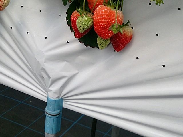 3月中旬_湯沢いちご村