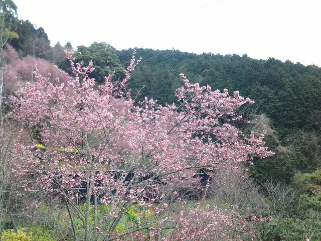 春はおかめ桜や花桃が咲くのどかな山あい_お山のたいしょう