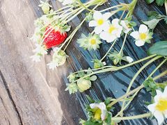 けんちゃんさんの前田いちご園への投稿写真1