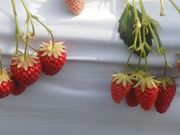 eriさんの志賀アグリパークの投稿写真2