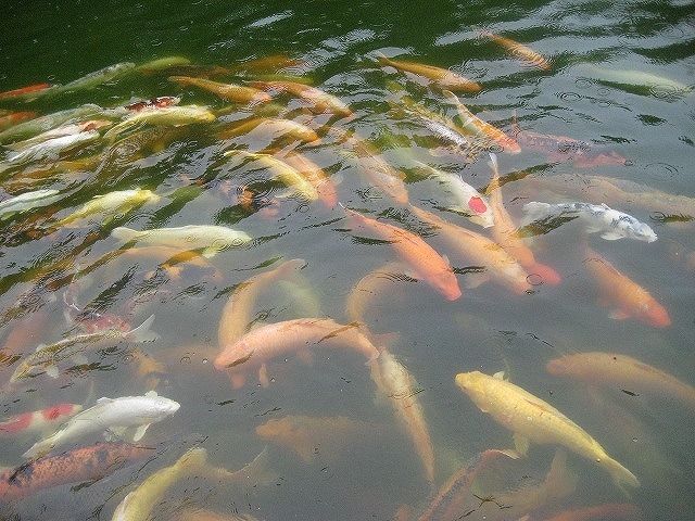 池には鯉_金川の森