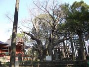 雷雷クーンさんの飯香岡八幡宮の夫婦イチョウの投稿写真1