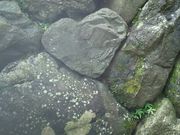 クープさんの伊勢神宮内宮(皇大神宮)の投稿写真1