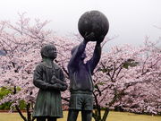 しどーさんの養老公園の桜の投稿写真1