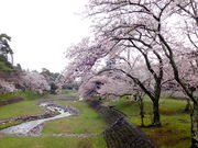 しどーさんの養老公園の桜の投稿写真2