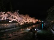 ニコちゃんさんの岡崎さくら・わかば回廊十石舟めぐり(岡崎桜回廊ライトアップ&十石舟めぐり)の投稿写真1