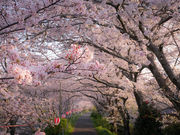 怪太さんの太田川桜堤の投稿写真1