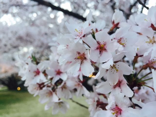 かわいらしいですね♪_高遠城址公園