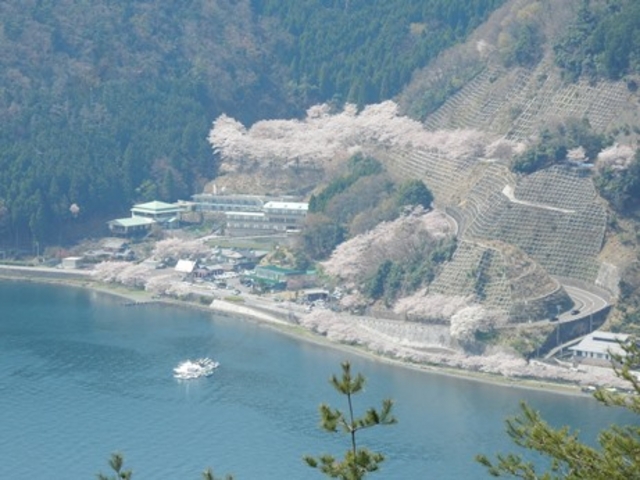 奥琵琶湖パークウェイから見た菅浦の桜_菅浦