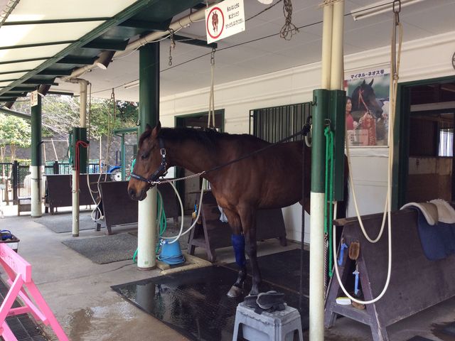 ポニーセンターの馬_根岸森林公園