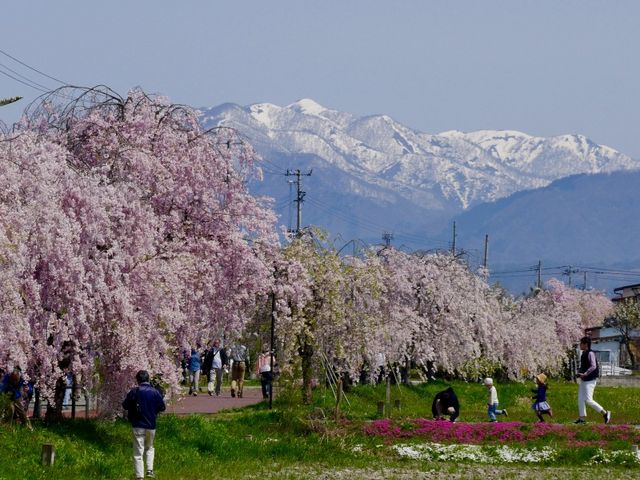 喜多方千本桜_日中線しだれ桜並木