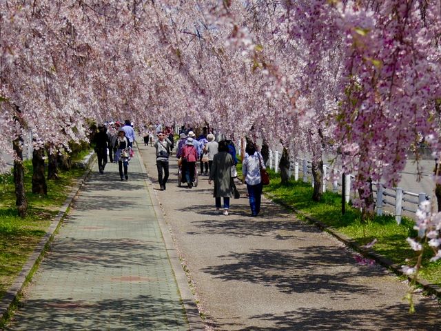 喜多方千本桜_日中線しだれ桜並木